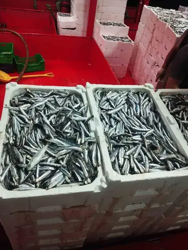 Didim’de hamsi denetimi sürüyor
