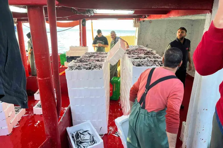 Didim’de ‘Hamsi Kotası’ denetimi yapıldı
