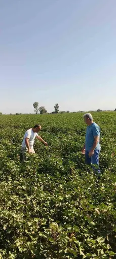 Didim’de pamuk tarlalarında zararlı denetimi
