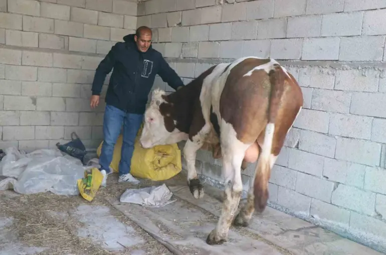 Diyadin’de besicilik geçim kapısı oldu

