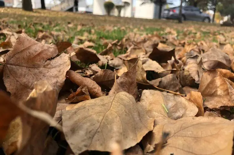 Dökülen yaprakla kartpostallık görüntüler oluşturdu
