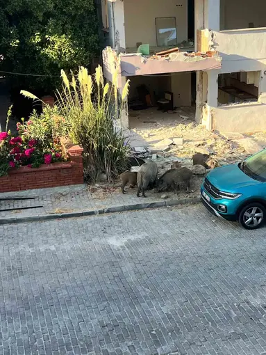 Domuz sürüsü mahalleye indi, vatandaşlar tedirgin oldu
