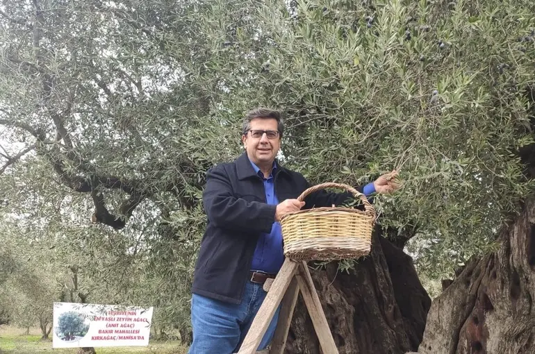 Dünya zeytin ağacı günü Manisa’da buruk geçti
