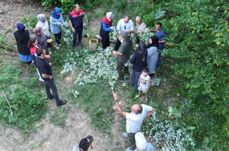 Düzce’de ıhlamur hasadı başladı
