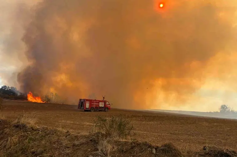 Edirne’de anız yangını: Kaplumbağalar ve yabani hayvanlar da etkilendi
