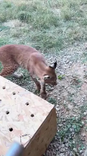 Edirne’de aracın bagajında iki vaşak ve serval ele geçirildi
