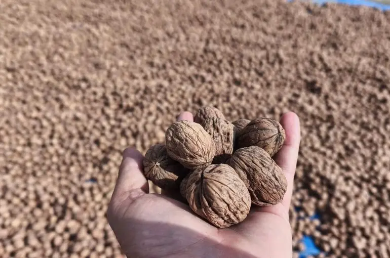 Edirne’de ceviz hasadı başladı
