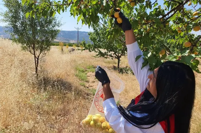 Elazığ’da bitkisel üretim alanlarında pestisit kalıntısı denetimleri
