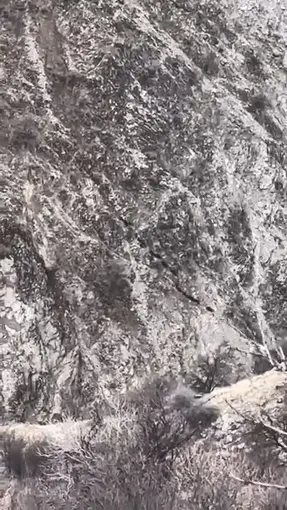 Elazığ’da domuz sürüsü görüntülendi
