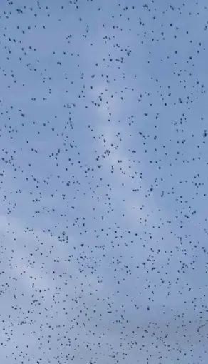 Elazığ’da ender rastlanan doğa olayı: Gökyüzünü böcekler sardı
