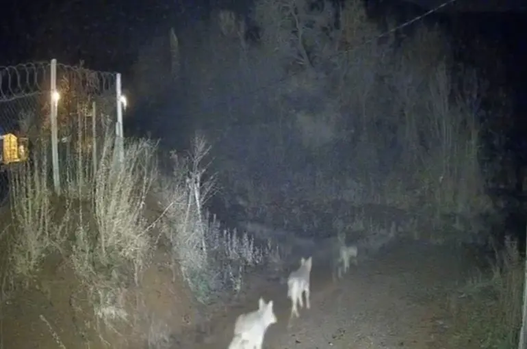 Elazığ’da kurtlar sürü halinde görüldü
