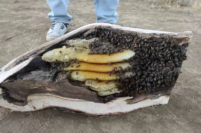 Elazığ’da mağara ve ağaç kovuğundan kilo kilo organik bal çıktı
