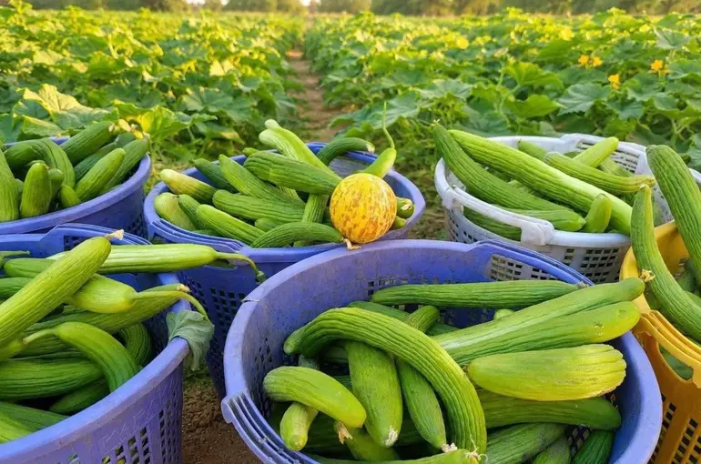 Emcelli’nin doğal acuru tezgahlardaki yerini aldı
