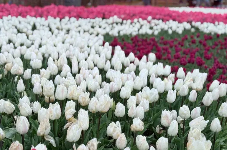 Emirgan Korusu’nda lale festivali başladı
