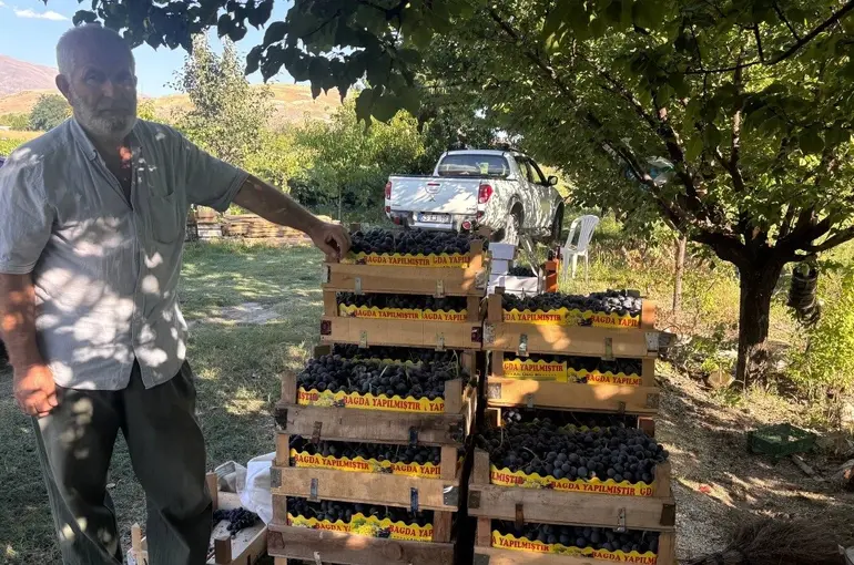 Erzincan’da 200 yıllık bağlarda Cimin Üzümü hasadı başladı
