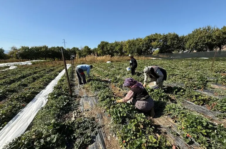 Erzincan’da çilek üretimi yaygınlaşıyor
