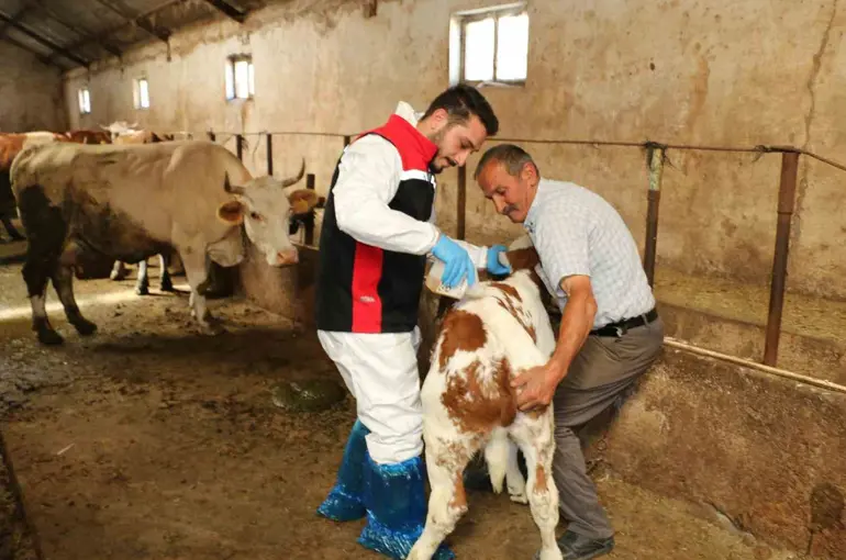 Erzincan’da hayvanları kenelere karşı korumak için ilaçlama başladı
