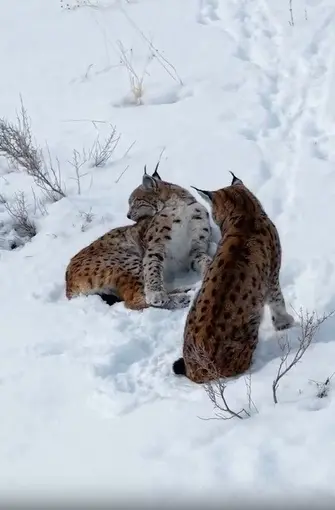 Erzincan’da iki vaşak görüntülendi
