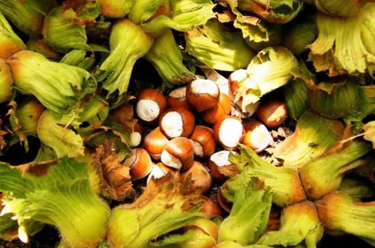 Erzincan’da ilk kez yetiştirdi,1 ton ürün bekliyor

