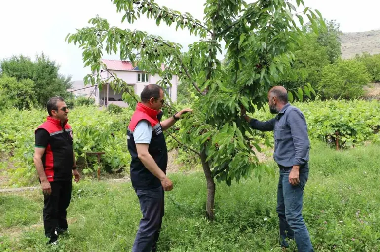 Erzincan’da kiraz hasadında bereketli sezon
