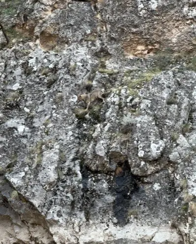 Erzincan’da kurtlarla yaban keçilerinin amansız mücadelesi kamerada
