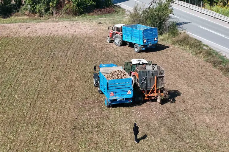 Erzincan’da şeker pancarı hasadı başladı
