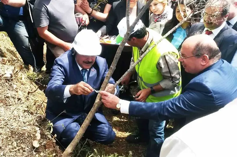 Eski Bakan Eroğlu’nun aşıladığı zeytin meyve vermeye başladı

