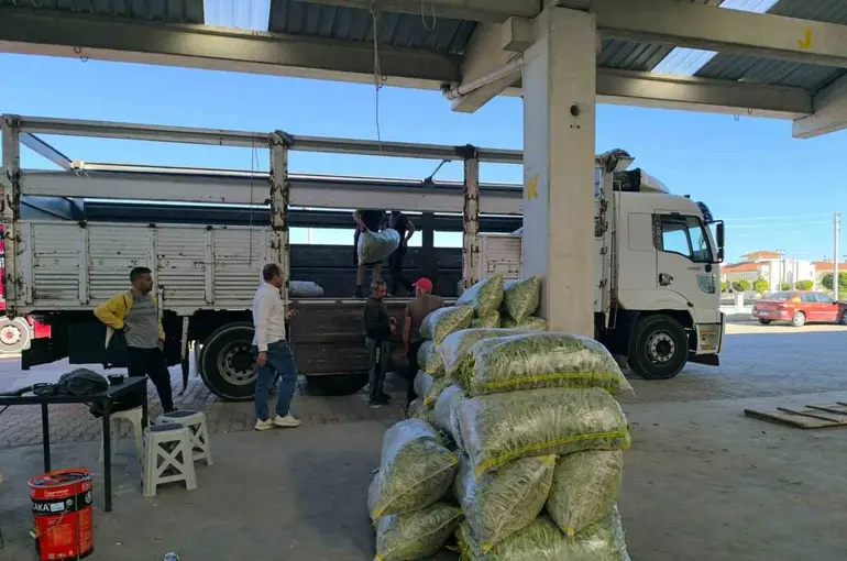 Fasulye pazarında yüzler güldü
