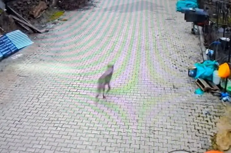 Feke’de yerleşim alanına inen kurt görüntülendi
