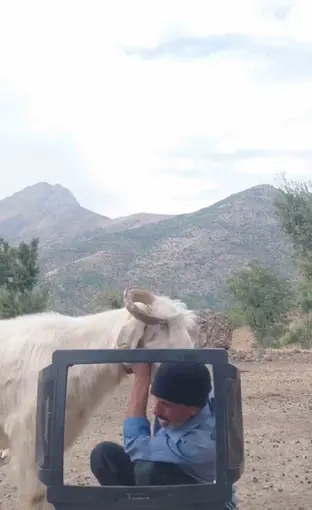 Fenomen çobanın keçiyle mücadelesi gülümsetti
