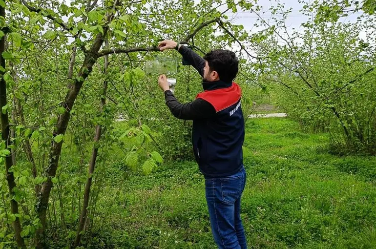 Fındık bahçelerinde takip başladı
