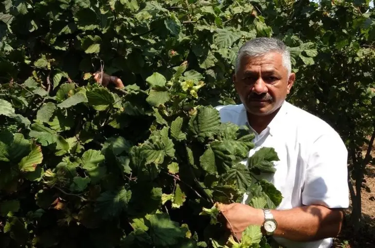 Fındık fiyatlarında son durum