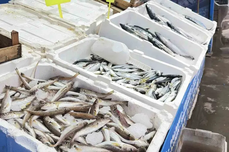 Fırtına balık tezgahlarını hareketlendirdi: Karaburun’da palamut bolluğu

