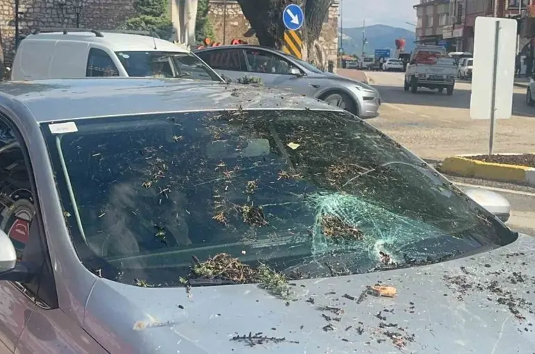 Fırtınada kökünden sökülen ağaç otomobilin üzerine devrildi
