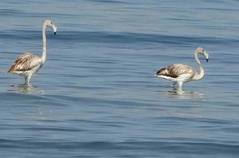 Flamingoların yeni durağı İskele sahili oldu
