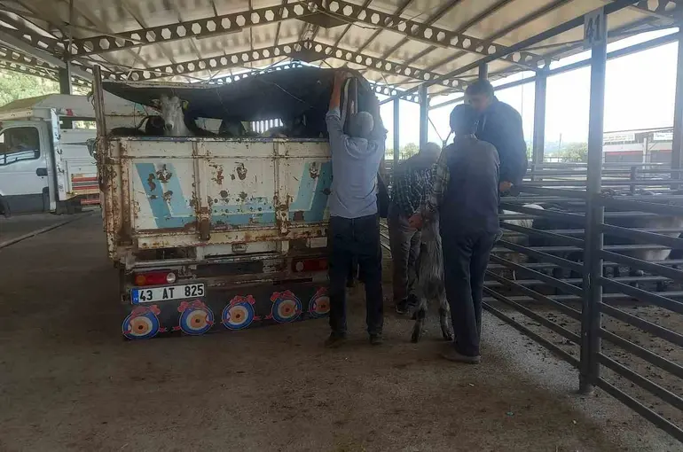 Gediz Belediyesi hayvan pazarı pazartesi günleri kurulacak
