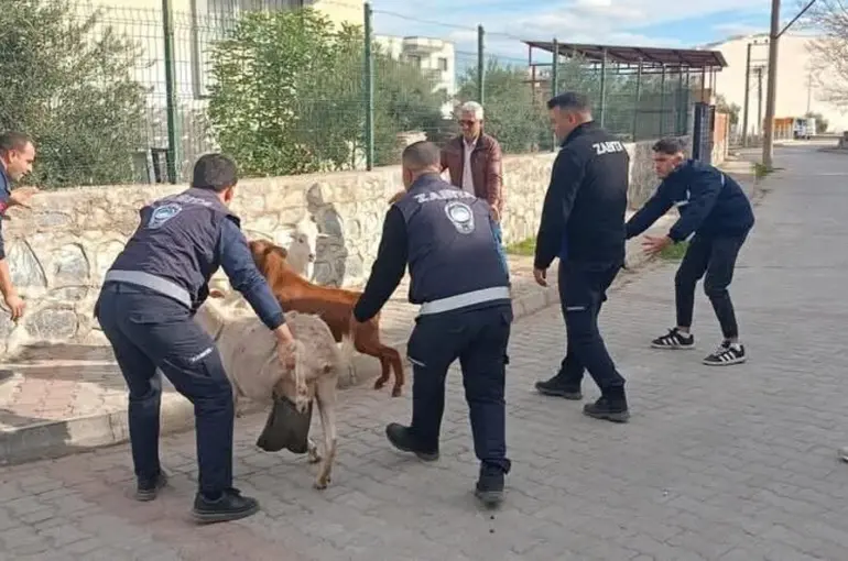 Germencik’te başıboş keçiler toplandı
