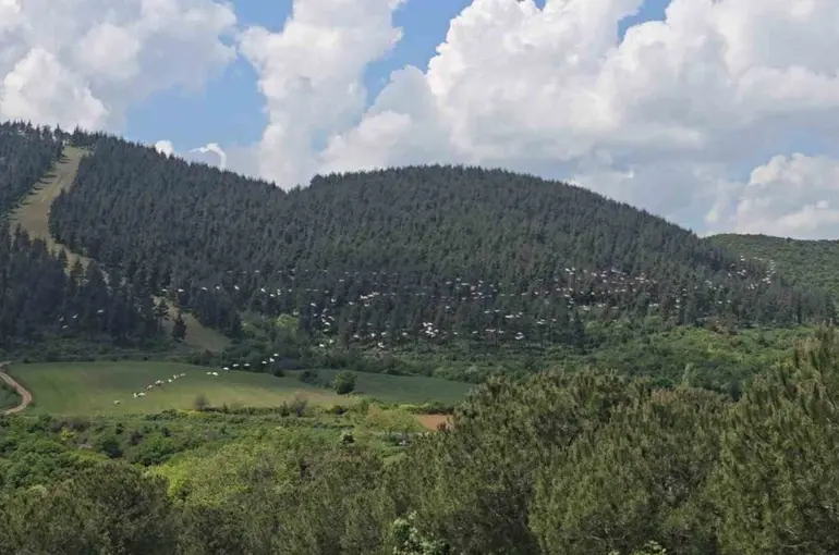 Gökyüzünde pelikan şöleni
