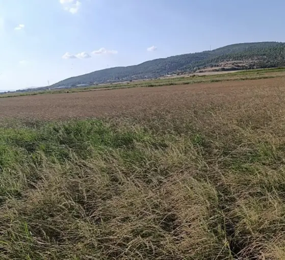Gönen’de sulama krizi: Çiftçi saatlik suya mahkum
