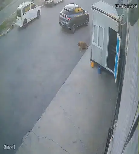 Görenlerin içini sızlatan görüntü
