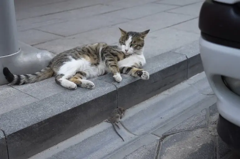 Gümüşhane’de kedi avladığı fareyle oynarken kameralara yakalandı
