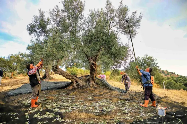 Güney Marmara’da zeytin hasadı başladı, üreticinin gözü fiyatta
