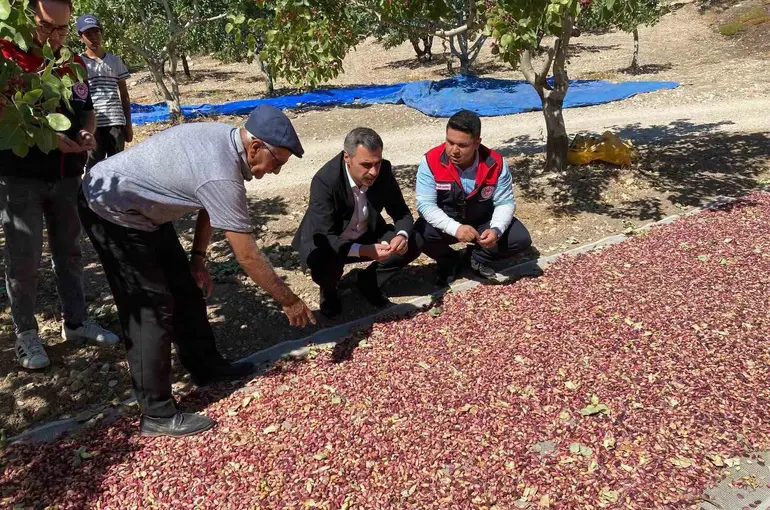 Güney’de toplanan Antep fıstıkları üreticinin yüzünü güldürüyor
