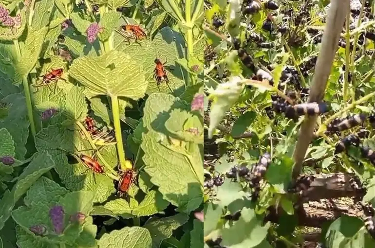 Hakkari’de çekirge istilası
