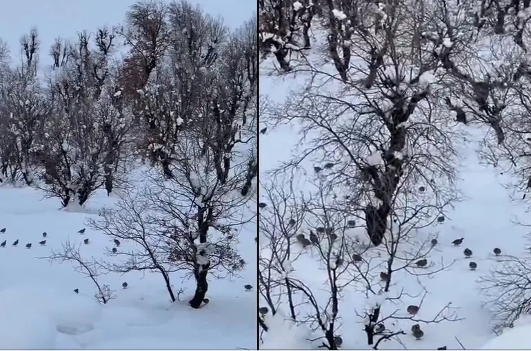 Hakkari’de onlarca keklik köye indi
