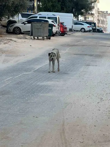Halfeti’de sahipsiz köpeğin saldırdığı çocuk yaralandı
