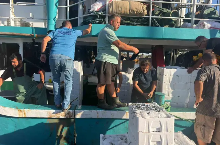 Hamsi avında kota dönemi başladı, denetimler sürüyor
