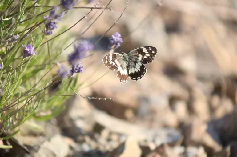 Harput’ta lavanta üzerindeki kelebeklerden görsel şölen
