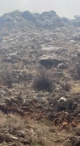 Hasankeyf’te örnek davranış: Sürücü durdu, dağ keçileri geçti
