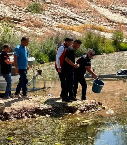 Hatay’daki baraj ve göletlere 682 bin sazan yavrusu bırakıldı
